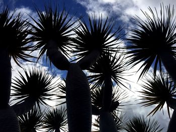 Low angle view of palm trees against sky