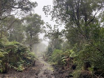 Trees growing in forest