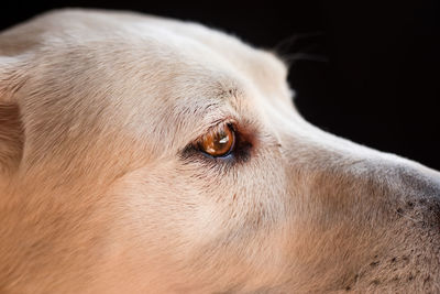 Close-up of dog looking away, female labrador retriever 