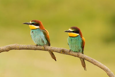 Close-up of birds perching on branch