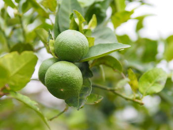 Close-up of fruits on tree