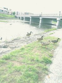 Birds perching on bridge over river