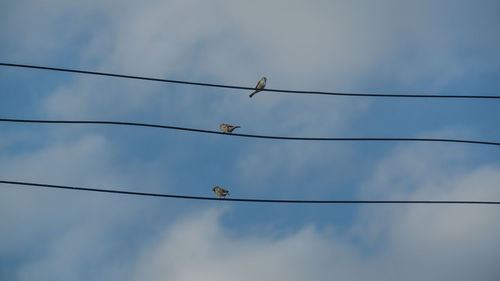 Low angle view of birds perching on cable