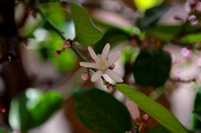 Close-up of cherry blossom on plant