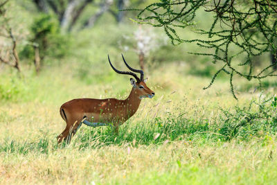 An impala in the thicket