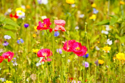 Close-up of fresh pink flowers in field