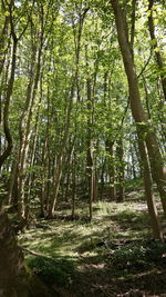 Trees growing in forest