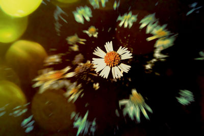 Close-up of flowering plant at night