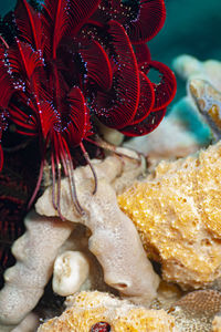 Close-up of coral in sea