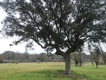 Trees on field against sky