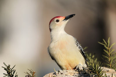 Close-up of a bird