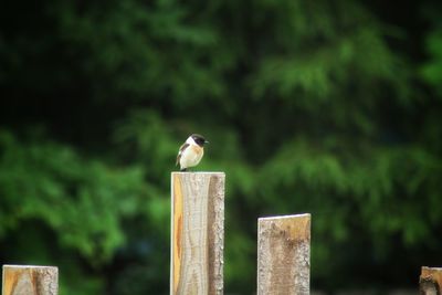 Bird perching on wooden post