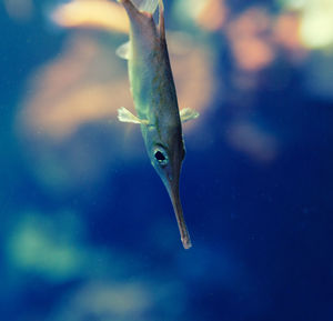 Close-up of fish swimming in an aquarium 