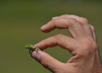 Close-up of hand holding lizard with blurred background