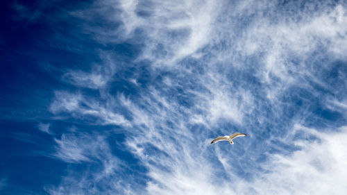 Low angle view of airplane flying in sky