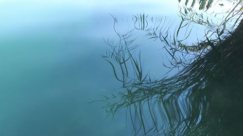 High angle view of plants by lake