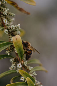 Close-up of bee pollinating on flower