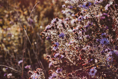 Close-up of purple flowering plants on field