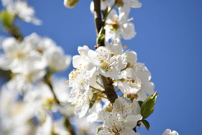 Low angle view of cherry blossoms against sky