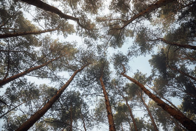 Low angle view of trees in forest