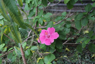 Close-up of pink flowers blooming outdoors