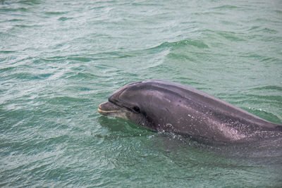 Fungi the dolphin of dingle ireland popping up to say hi.