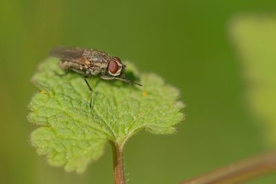 Close-up of insect on leaf