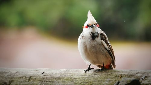 Close-up of bird perching on wood