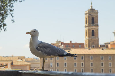 Seagull perching on a building