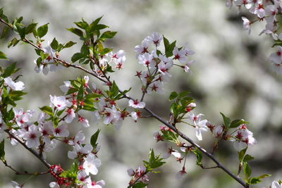 Low angle view of white flowering tree