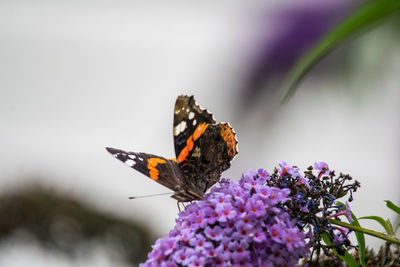 Close-up of butterfly, admiral, pollinating on purple flower