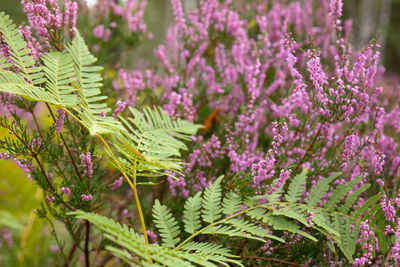 Close-up of pink flowering plants