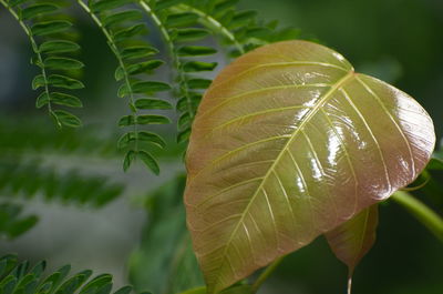 Close-up of green leaves