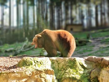 Side view of sheep on rock at zoo