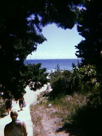 Trees on beach against sky