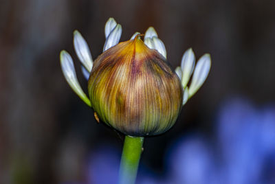 Close-up of rose bud