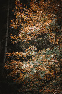 Trees growing in forest during autumn