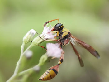Close-up of insect on flower