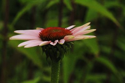 Close-up of pink flower