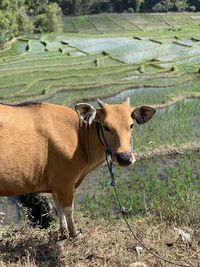 Cow standing in a field