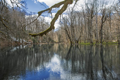 Reflection of bare trees in lake against sky