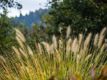 Close-up of grass against trees