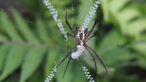Close-up of spider on web