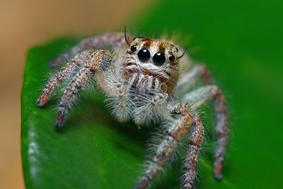 Close-up of spider