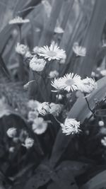 Close-up of flowers blooming outdoors