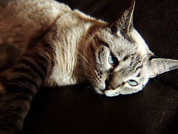 Close-up portrait of a cat resting