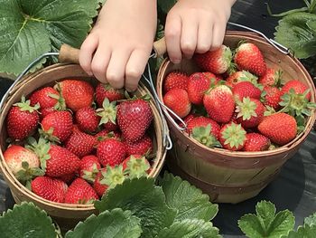 Midsection of man holding strawberries in basket