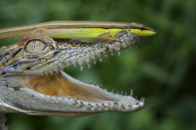 Close-up of reptiles