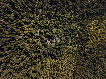 High angle view of plants on land