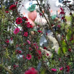 Close-up of red flowers growing on tree